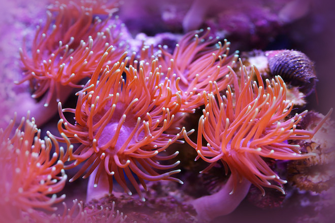 anemone